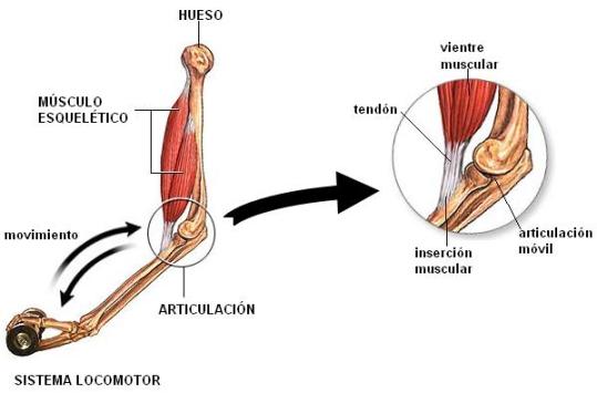 dolor en articulaciones huesos músculos